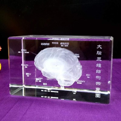 3D Kristal İnsan Beyni Modeli 3D Kristal İnsan Beyni Modeli