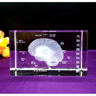 3D Kristal İnsan Beyni Modeli 3D Kristal İnsan Beyni Modeli