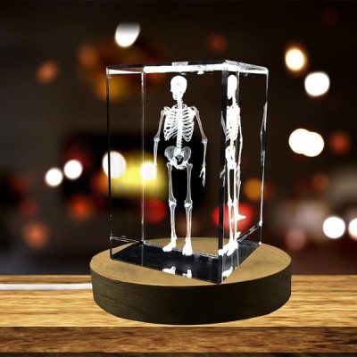3D Kristal İnsan İskeleti Modeli 3D Kristal İnsan İskeleti Modeli