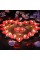 Kalpli 50'li Tealight Mum