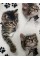 Kadın Kısa Kollu Kedi Ve Pati Baskılı Süprem T-shirt Kadın Kısa Kollu Kedi Ve Pati Baskılı Süprem T-shirt